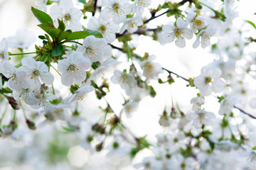white cherry flowers on a branch close up