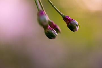 white cherry flowers on a branch close up