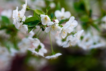 white cherry flowers on a branch close up