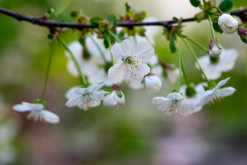 white cherry flowers on a branch close up