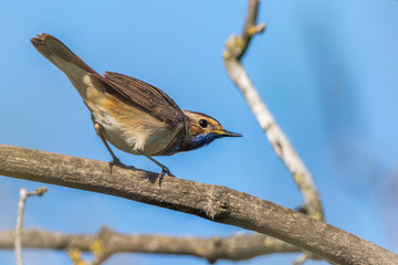 White-spotted bluethroat (Luscinia svecica)