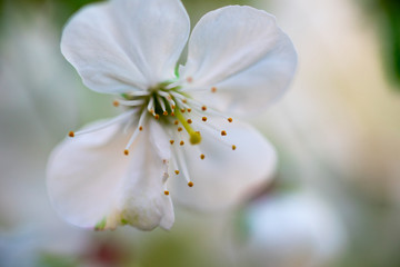 white cherry flowers on a branch close up