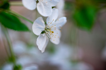 white cherry flowers on a branch close up