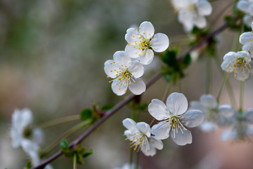 white cherry flowers on a branch close up