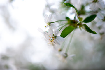 white cherry flowers on a branch close up