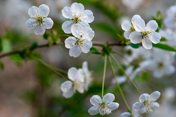 white cherry flowers on a branch close up