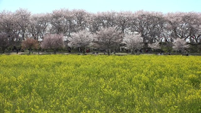 SATTE,  SAITAMA,  JAPAN - CIRCA APRIL 2019 : CHERRY BLOSSOMS and RAPE FLOWER (CANOLA FLOWER).  Spring season.  Slow motion shot.