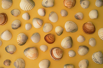 Photo of sea shells. Yellow background. Summer concept.