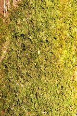 Moss texture on a tree bark