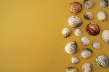 Photo of sea shells. Yellow background. Summer concept.
