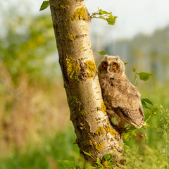 Fototapeta premium Ein Waldohreulen Pullus klettert an einem Baum hoch