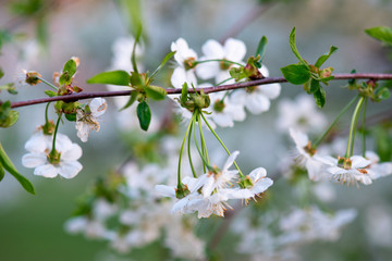 white cherry flowers on a branch close up