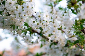 Fototapeta premium white cherry flowers on a branch close up