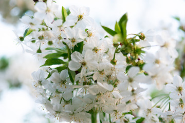 white cherry flowers on a branch close up