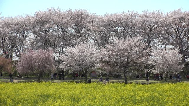 SATTE,  SAITAMA,  JAPAN - CIRCA APRIL 2019 : CHERRY BLOSSOMS and RAPE FLOWER (CANOLA FLOWER).  Spring season.  Slow motion shot.