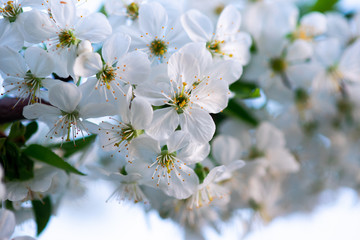 white cherry flowers on a branch close up