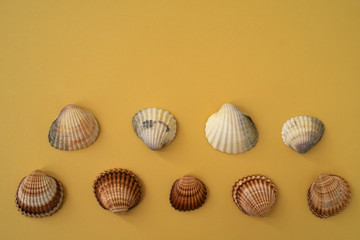 Photo of sea shells. Yellow background. Summer concept.