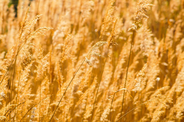 Fototapeta premium dry water reed