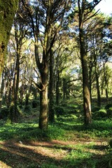 Fototapeta premium Leafy forest with colossal trees in Sintra Mountains