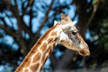 Giraffe hanging out in the sun.