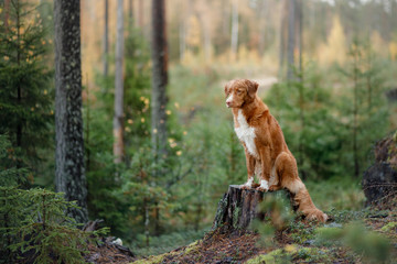 Nova Scotia Duck Tolling Retriever in the forest. Hike with a dog