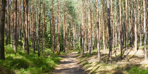  forest path among tall pine trees                              