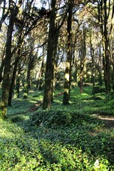 Leafy forest with colossal trees in Sintra Mountains