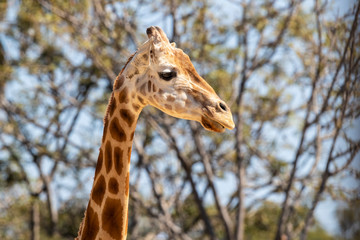 Giraffe hanging out in the sun.