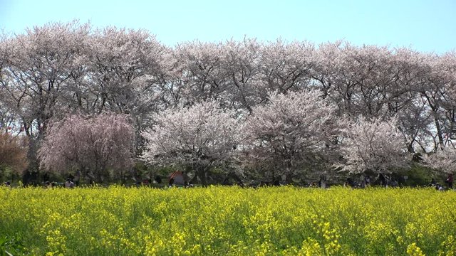 SATTE,  SAITAMA,  JAPAN - CIRCA APRIL 2019 : CHERRY BLOSSOMS and RAPE FLOWER (CANOLA FLOWER).  Spring season.  Slow motion shot.