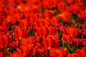 red tulips on a tulip field