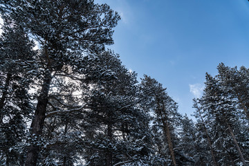 Snow covered fir trees. Panoramic view of the picturesque snowy winter landscape. Magnificent and silent sunny day.