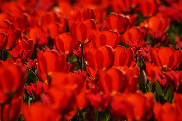 red tulips on a tulip field