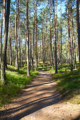 Fototapeta na wymiar forest path among tall pine trees 