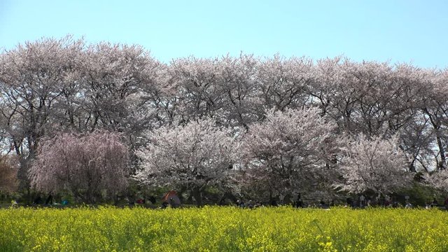 SATTE,  SAITAMA,  JAPAN - CIRCA APRIL 2019 : CHERRY BLOSSOMS and RAPE FLOWER (CANOLA FLOWER).  Spring season.  Slow motion shot.