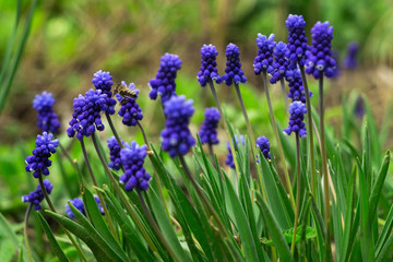 Muscari - blue Grape hyacinth. Spring flowers with bee. Muscari armeniacum plant with blue flowers.