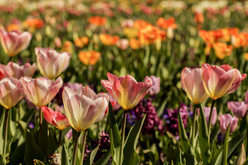 colorful tulip field