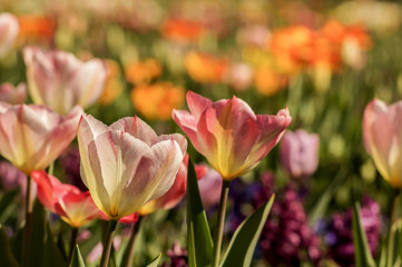 colorful tulip field