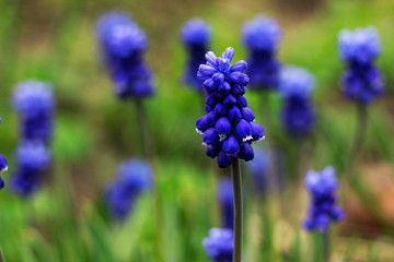 Muscari - blue Grape hyacinth. Spring flowers. Muscari armeniacum plant with blue flowers.