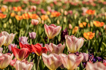 Obraz premium colorful tulip field