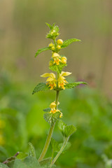 Yellow archangel plant (Lamium galeobdolon) with flowers. spring plant Lamium galeobdolon during flowering, selective focus