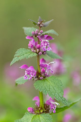 Pink flowers of spotted dead-nettle Lamium maculatum. Lamium maculatum flowers close up shot local focus.