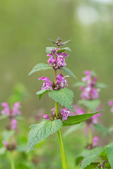 Pink flowers of spotted dead-nettle Lamium maculatum. Lamium maculatum flowers close up shot local focus.