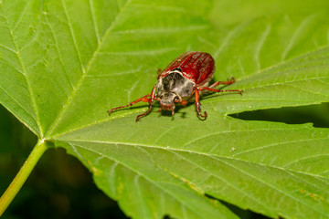 Ein Maikäfer auf einem grünem Blatt bei Sonnenschein