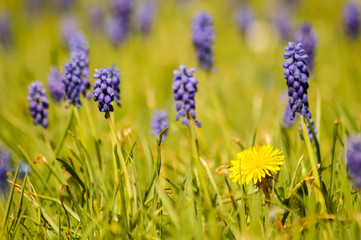 Muscari Armeniacum field