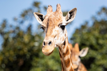 Obraz premium Giraffe hanging out in the sun.