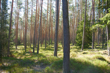 pine trees in a forest