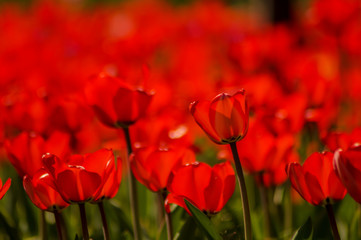red tulip field