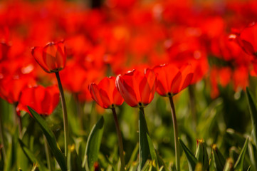 red tulip field