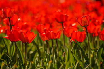 red tulip field