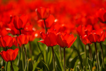 Fototapeta premium red tulip field